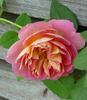 Roseneck rose photo