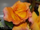 Puerto Rico rose photo