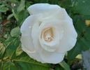 Opulence rose photo