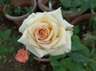 Versilia® rose photo