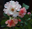 Lady of the Dawn rose photo