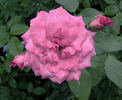 Lilac Dawn rose photo