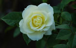 Lime Sublime ™ rose photo