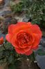 It's Magic! rose photo