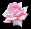 Maverick rose photo