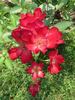 CLEsong rose photo