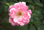 Mrs. R.M. Finch rose photo