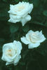 Opulence rose photo