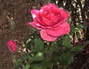 Rose Parade rose photo