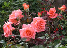 Pat's Choice rose photo