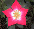 Peggy T ™ rose photo