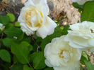 Weisse Gruss an Aachen rose photo