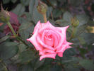 Pierrine rose photo