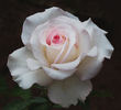 Pop Warner rose photo