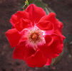 Priscilla Burton ® rose photo