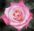 Raspberry Swirls rose photo