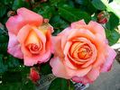 Rikita ® rose photo