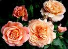 Rikita ® rose photo