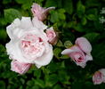 Bon Chance rose photo