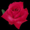 Spring Break rose photo