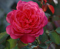 Star of the Nile ™ rose photo