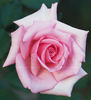 Steppin' Out rose photo