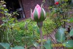 Mrs. Charles J. Bell rose photo