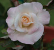 Sweet Lara rose photo