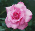 Sweet Surrender rose photo