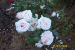 Shell-Pink Radiance rose photo