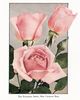 Mrs. Charles J. Bell rose photo