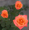 Tropical Amazone ™ rose photo
