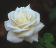 White Lightnin' rose photo