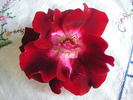 Priscilla Burton ® rose photo