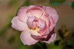 Country Living rose photo
