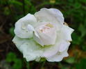 Charlotte Wierel rose photo