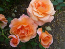 Special Occasion rose photo