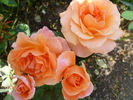 Special Occasion rose photo