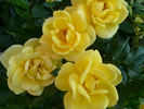Dolly Dot rose photo