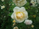 Marc-Antoine Charpentier rose photo