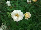 Marc-Antoine Charpentier rose photo