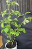 Himbeersahne rose photo