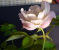 Himbeersahne rose photo