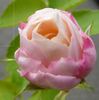 Himbeersahne rose photo