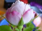 Himbeersahne rose photo