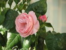 Bouquet de Mariée rose photo