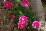 Duc d'Anjou rose photo