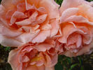 Special Occasion rose photo