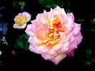 Jean d'Ormesson rose photo