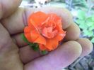Rote Mozart rose photo